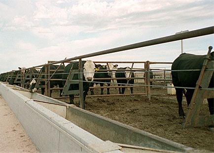 Cattle in Multiple Pens